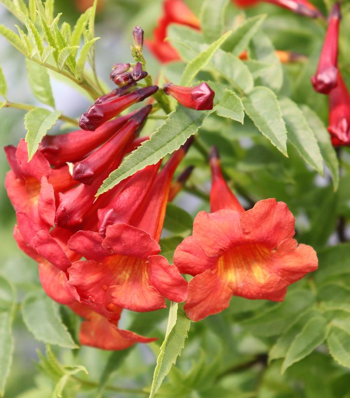 Tecoma x Chicklet® Red