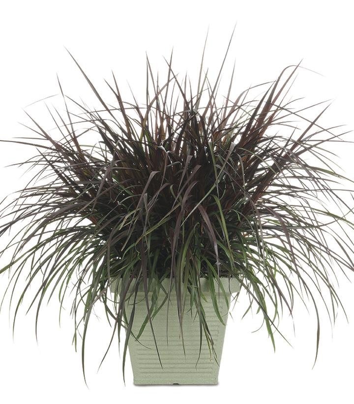 Pennisetum purpureum Graceful Grasses® Vertigo®