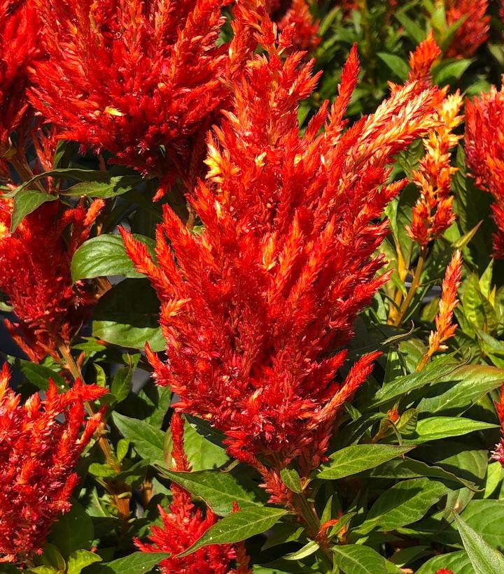 Celosia 'Kelos Fire Orange'