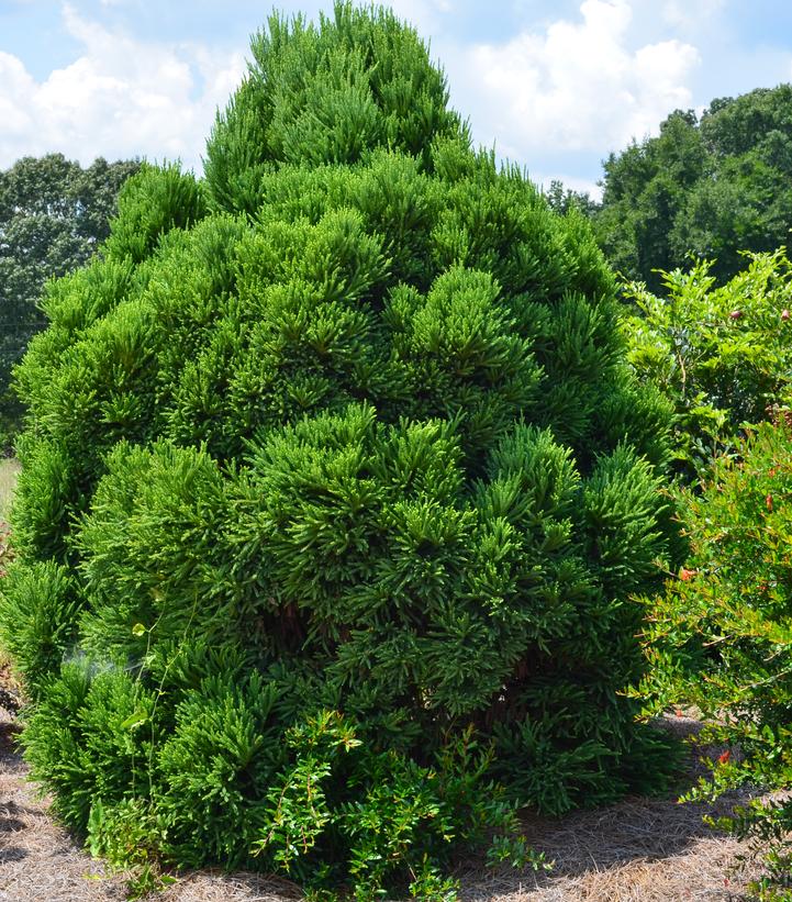 Cryptomeria japonica Chapel View™