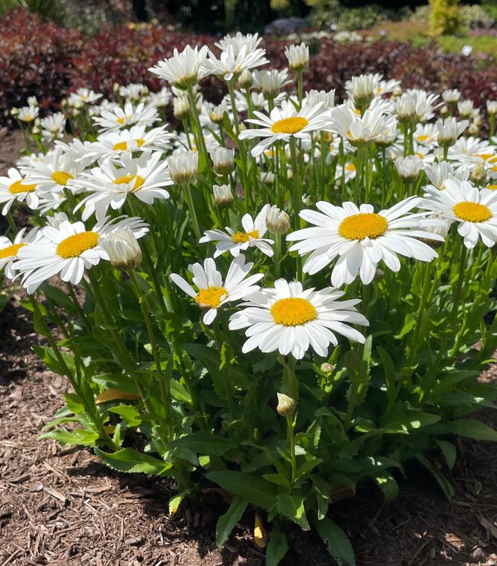 Leucanthemum maximum Ooh La™ LaGrande