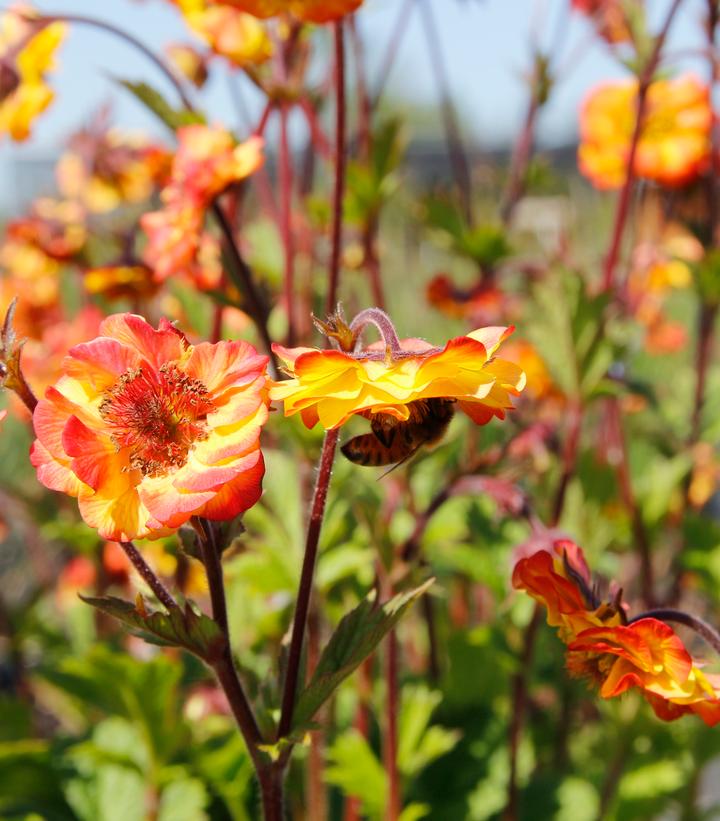 Geum Tempo™ Fiesta