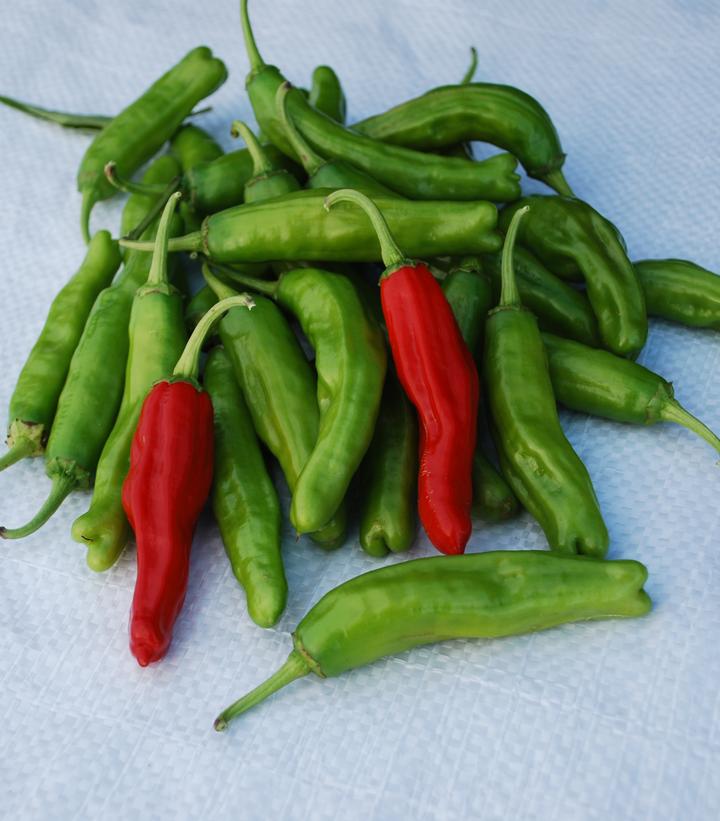 Pepper Shishito