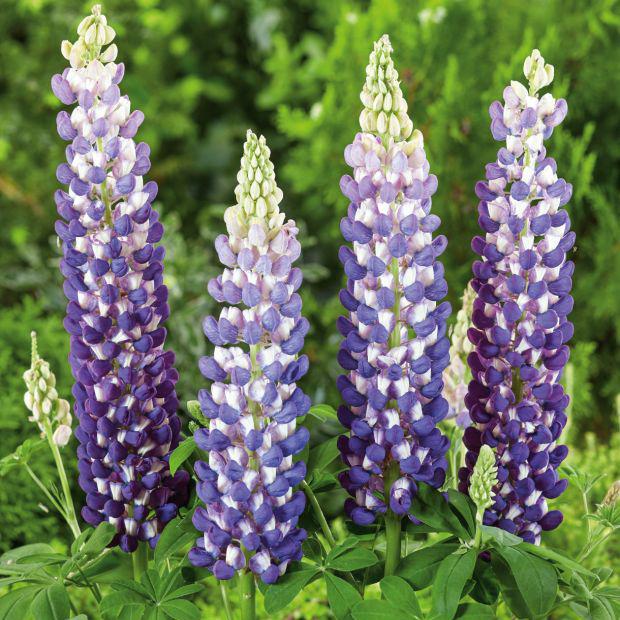 Lupinus polyphyllus Westcountry™ 'King Canute'