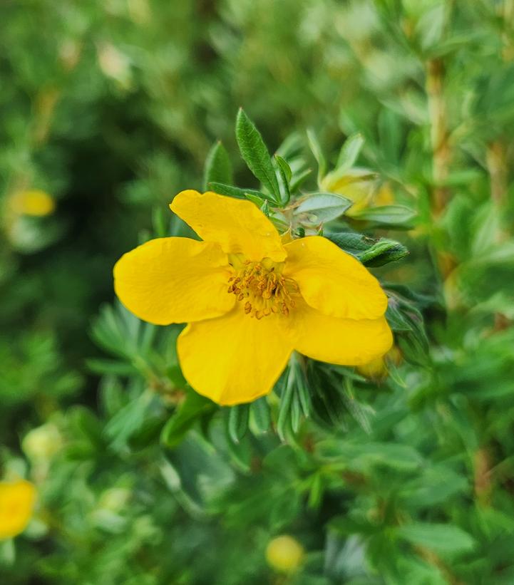 Potentilla fruticosa Goldfinger