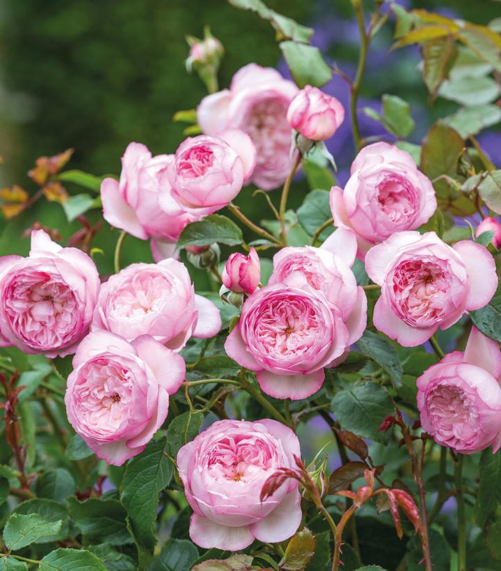 Rosa The Mill on the Floss
