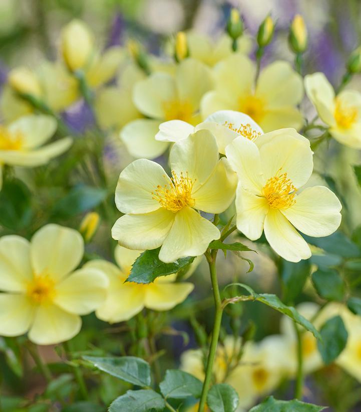 Rosa Tottering-by-Gently