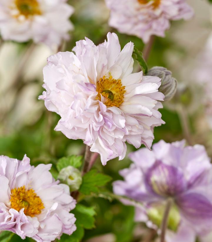 Anemone japonica Frilly Knickers™