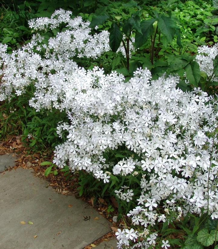 Phlox divaricata 'May Breeze'