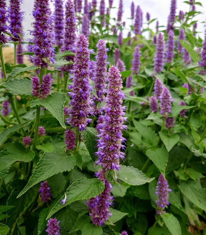 Agastache rugosa 