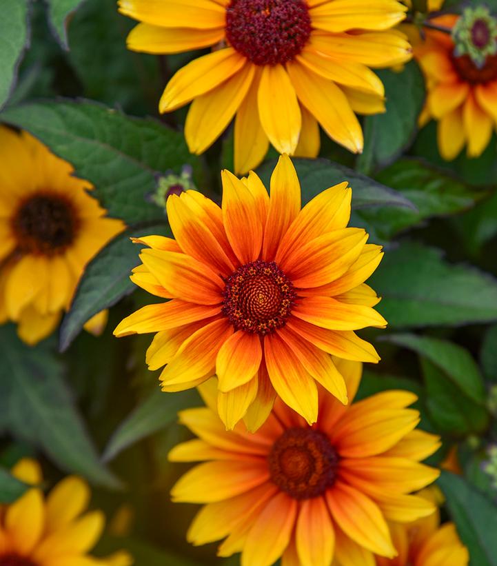 Heliopsis helianthoides Sundial