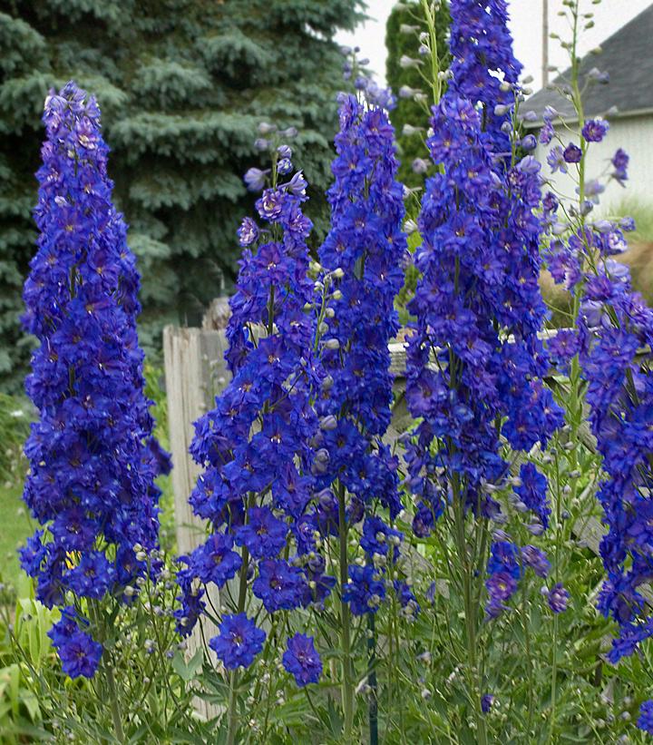 Delphinium x NEW ZEALAND 'Pagan Purples'