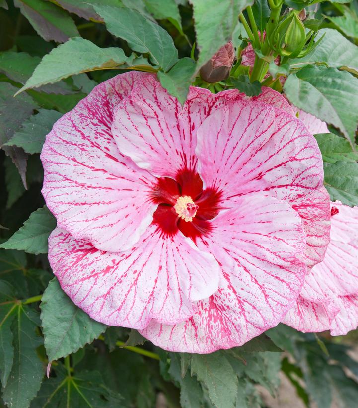Hibiscus x Summerific® 'Glitter Bomb'