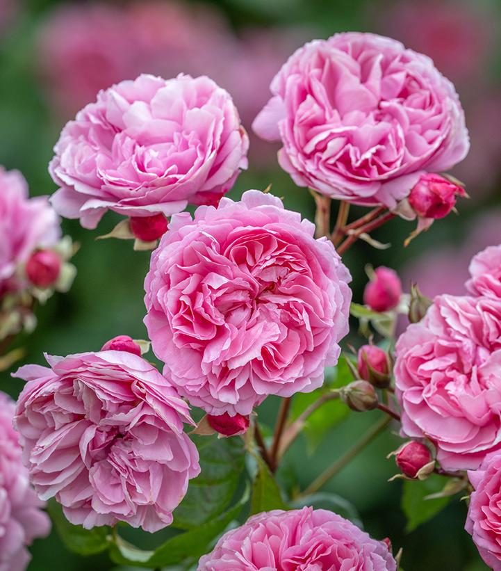 Rosa Penelope Lively