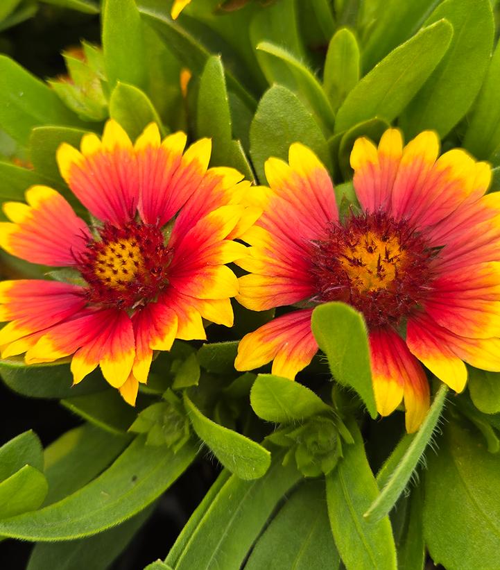 Gaillardia x Gusto™ Sweet Chili