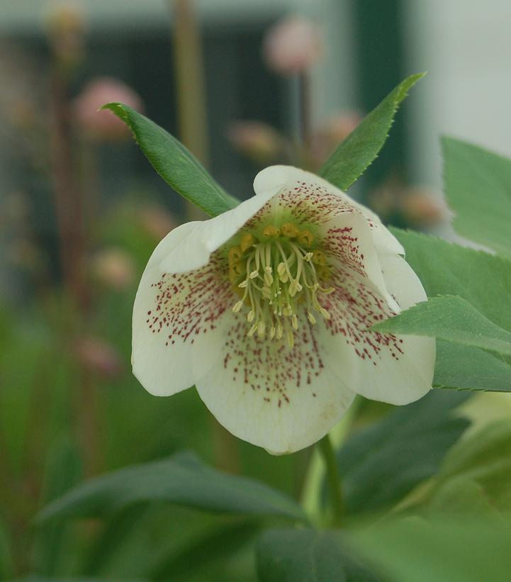 Helleborus HGC® Spring Promise® Conny