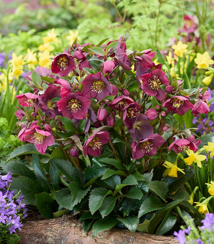 Helleborus Spring Sparkle 'Red'