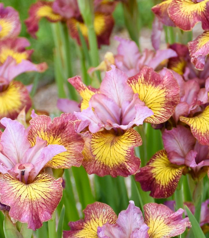 Iris sibirica 'Fiddles on Fire'