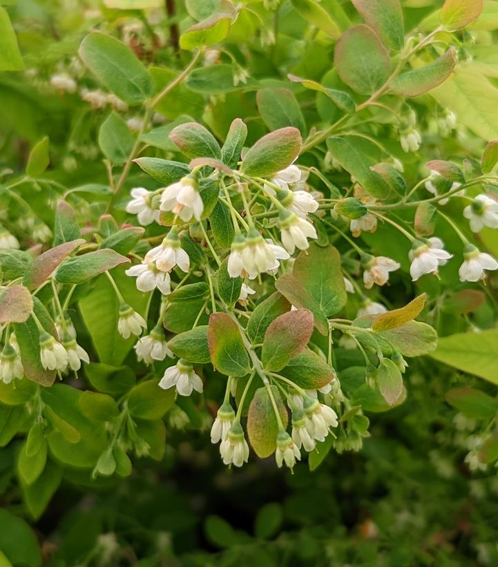 Vaccinium stamineum Native Star™ 'Seeing Stars'