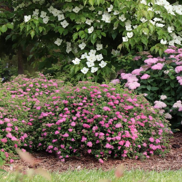 Spiraea japonica Double Play® Princess™