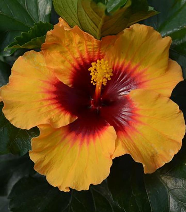 Hibiscus rosa-sinensis Hollywood Hibiscus™ Rico Pico™