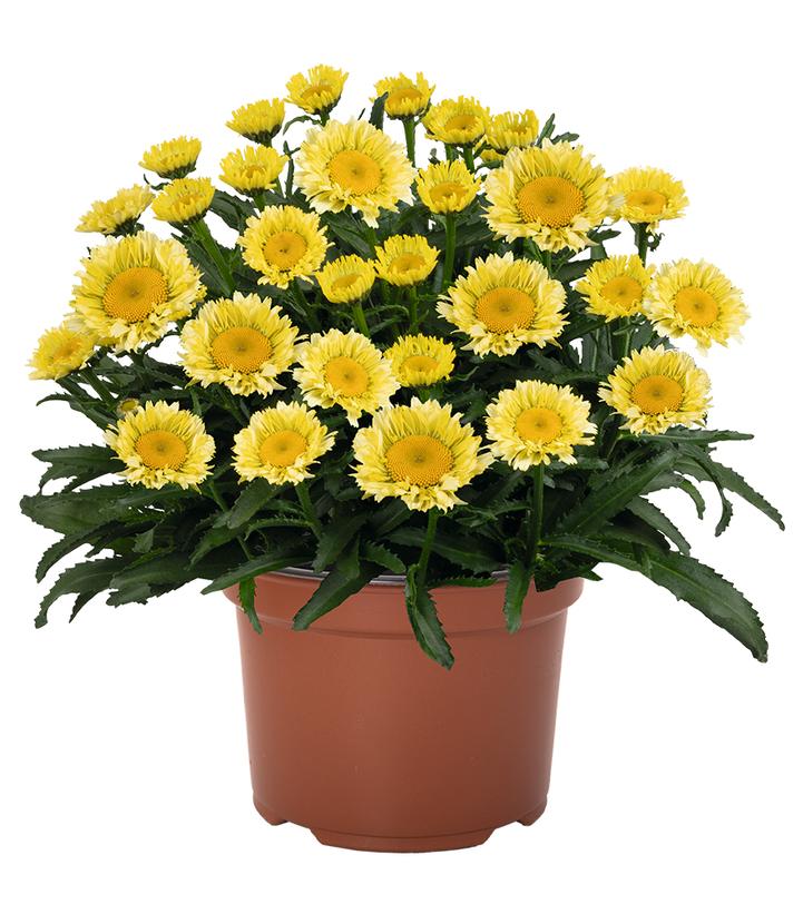 Leucanthemum x Sweet Daisy™ Izabel