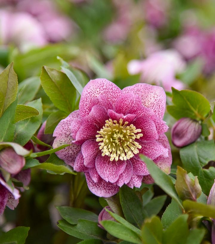 Helleborus Wedding Party® 'Wedding Crasher'
