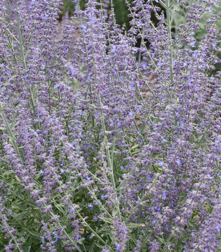 Perovskia atriplicifolia 'Prime Time'