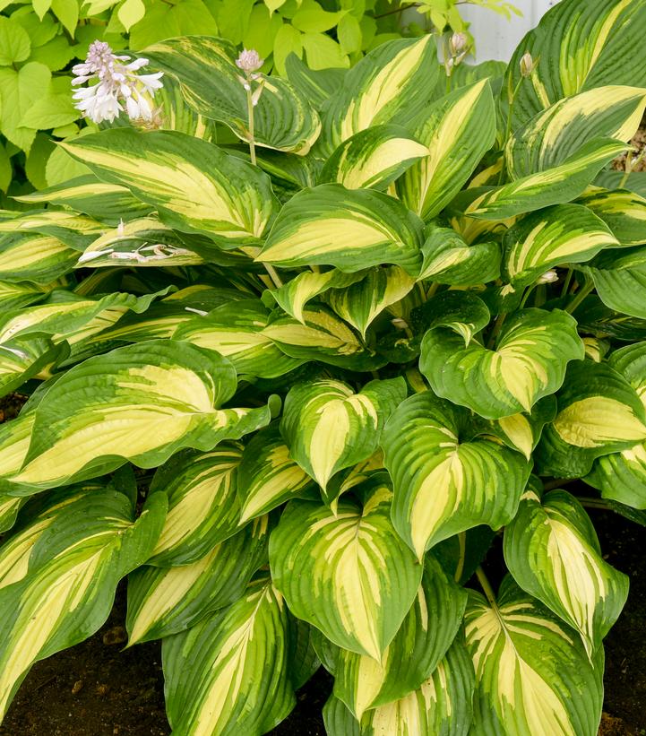 Hosta hybrid Shadowland® 'Affair to Remember'