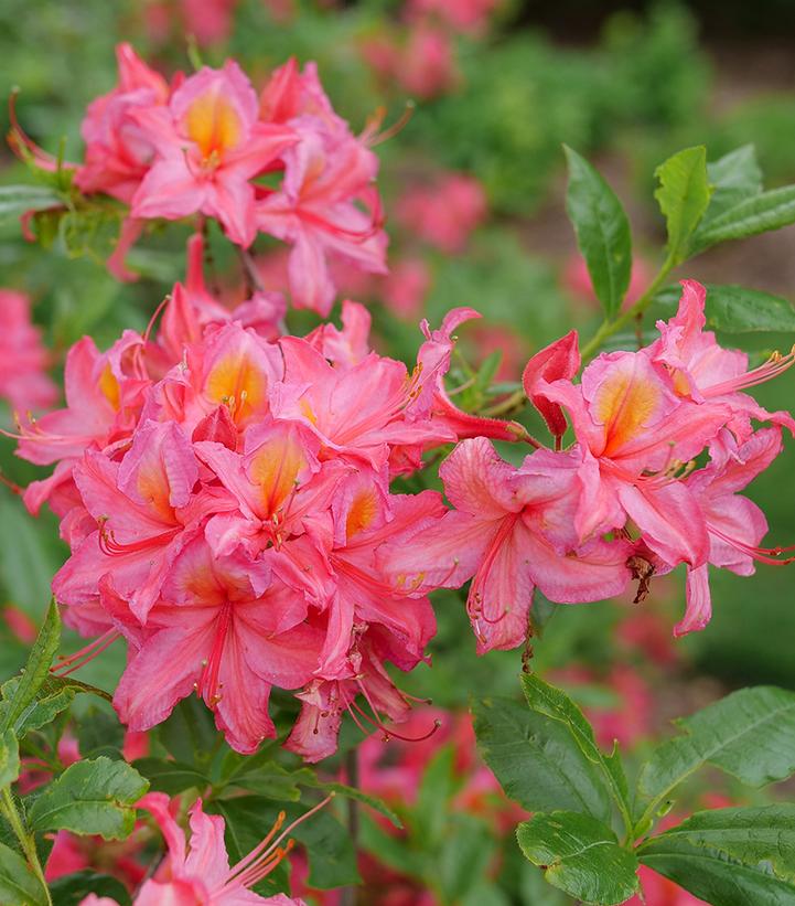 Azalea x Sweet Reward® Pink