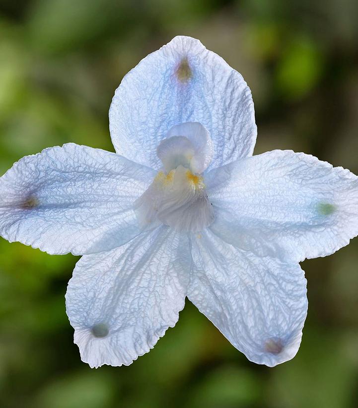 Delphinium grandiflorum Hunky Dory™ Sky Blue