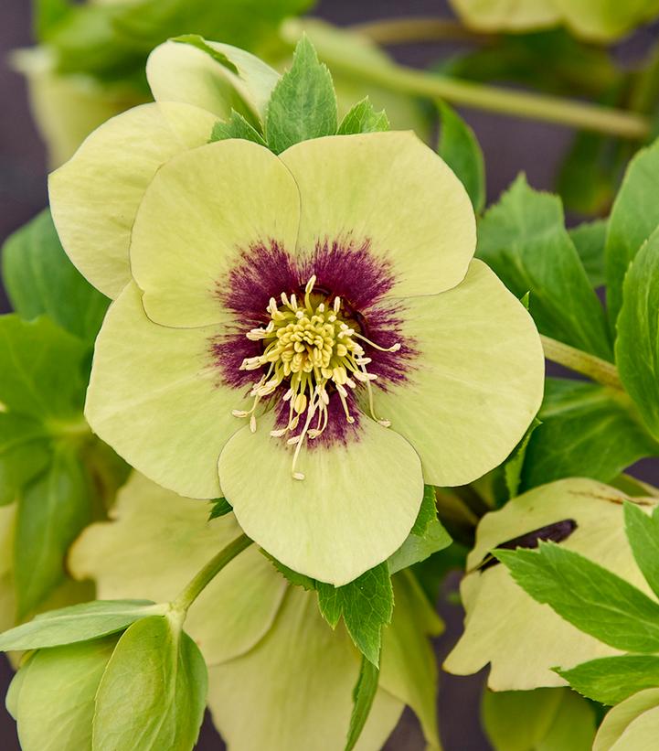 Helleborus Honeymoon® 'Irish Luck'