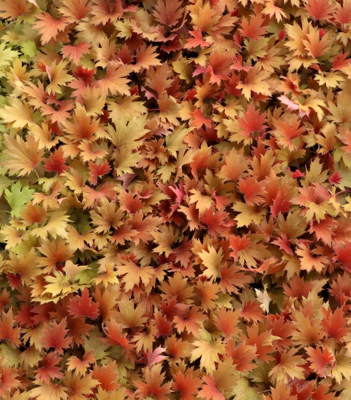 Heuchera villosa FYRE WING™ 'Amber'