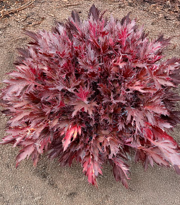 Heuchera FYRE WING™ 'Spinel'