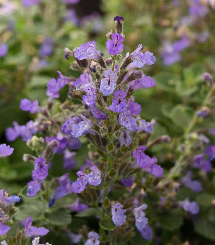 Nepeta faassenii 'Mini Walker Blue'