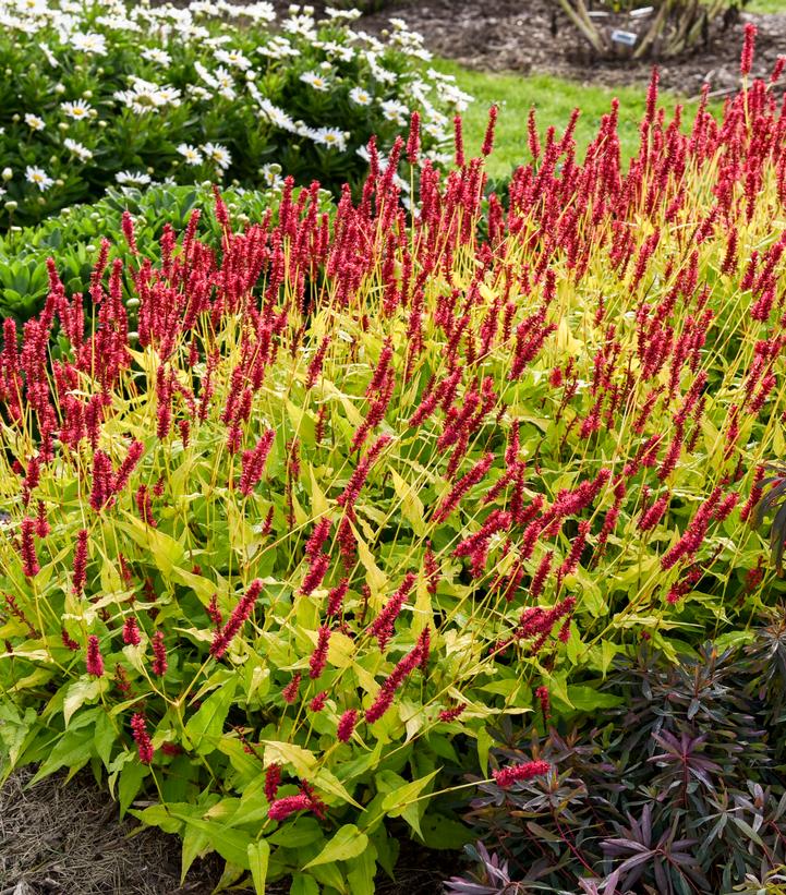 Persicaria amplexicaulis 'Glowing Reviews'