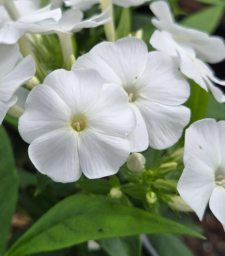 Phlox paniculata Flame® Pro White