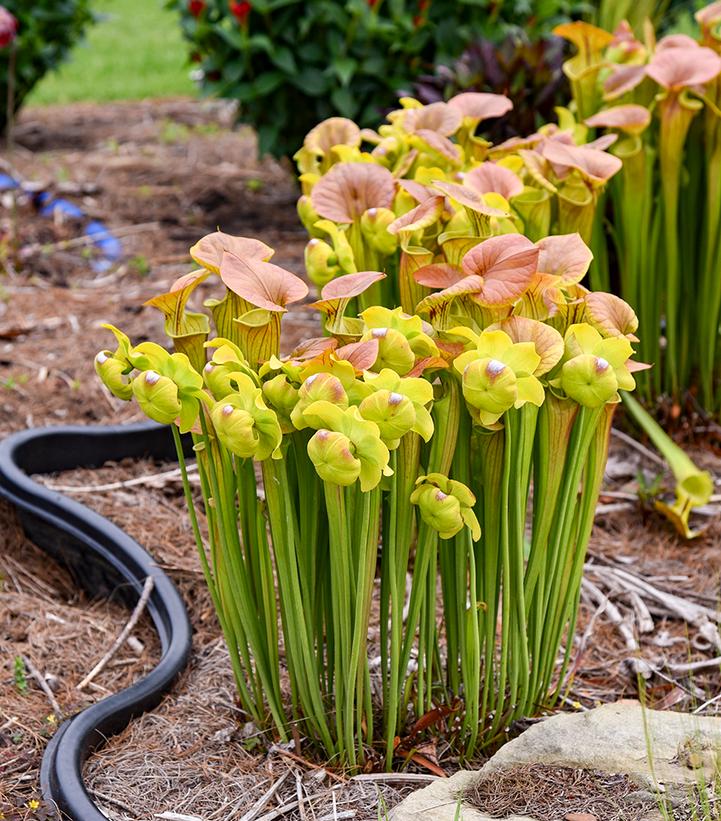Sarracenia flava 'Copper Top'