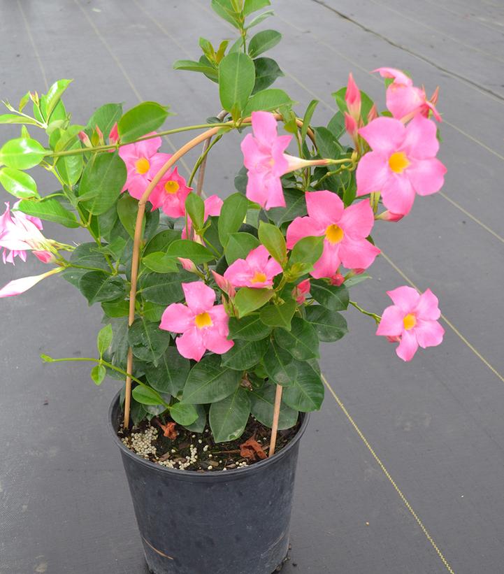 Mandevilla Bella Pink- Trellis