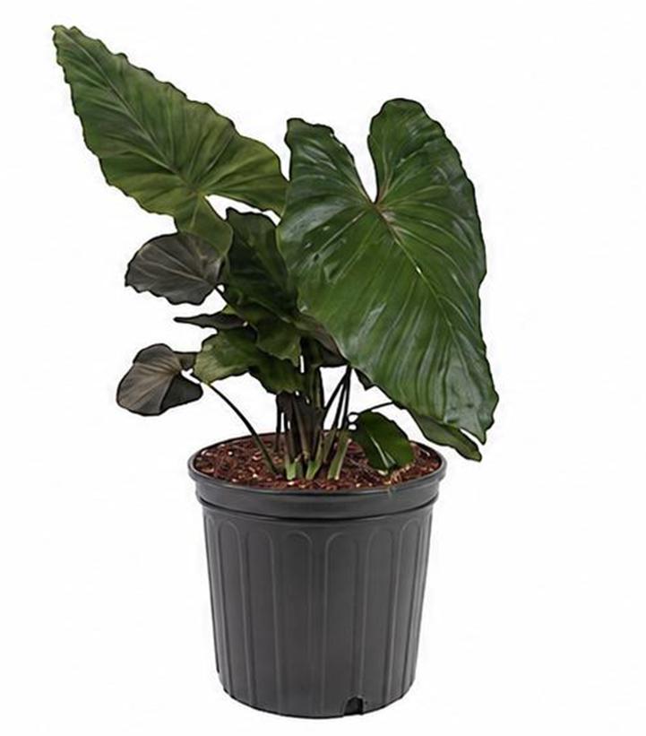 Alocasia Metal Head