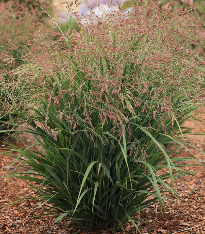 Panicum virgatum Dream Catcher® Smoky Rose®