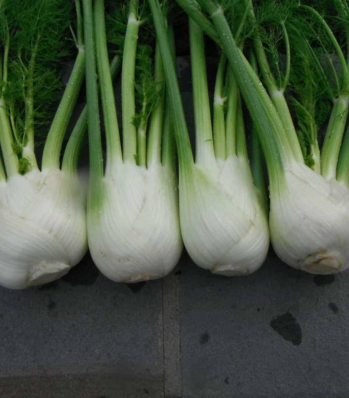 Fennel 'Antares'