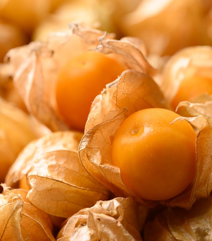 Husk Cherry 