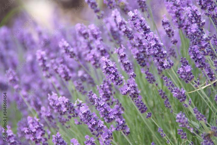 Lavender Angustifolia