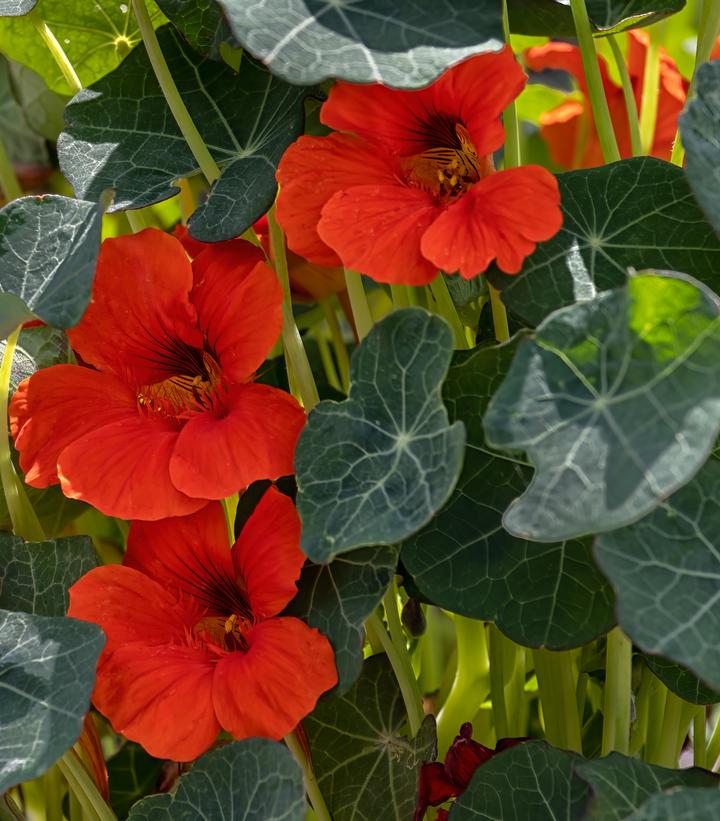 Nasturtium 'Blue Pepe'