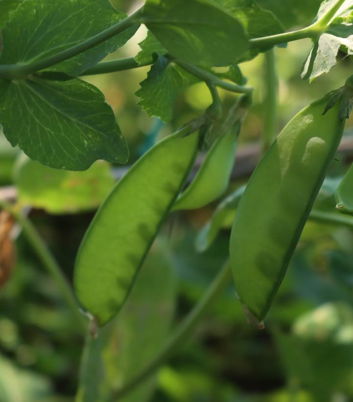 Pea 'Oregon Sugar'