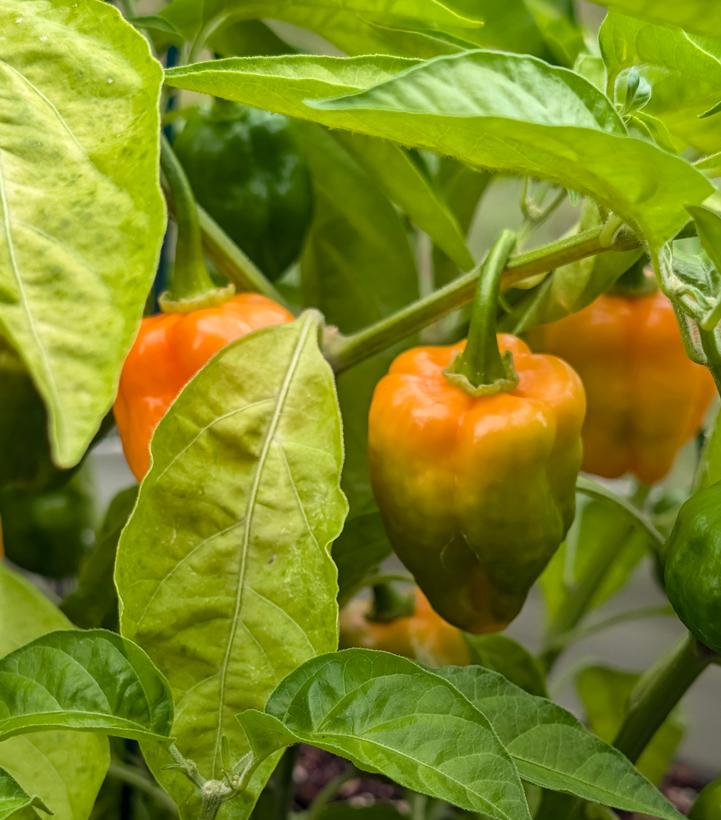 Pepper habanero