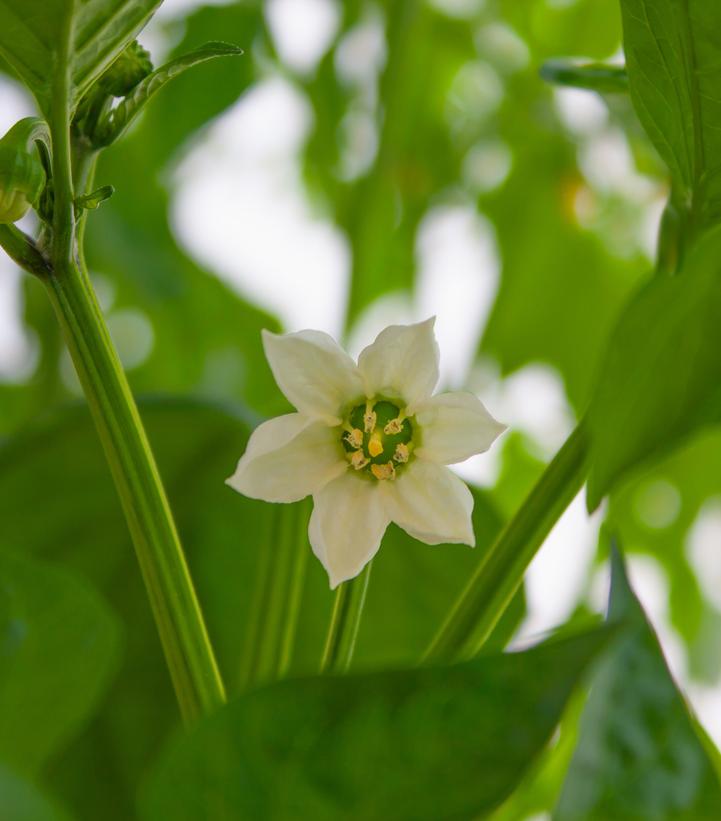 Pepper 'California Wonder'