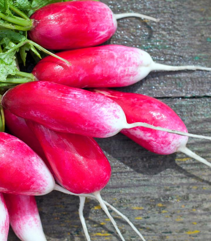 Radish 'French Breakfast'