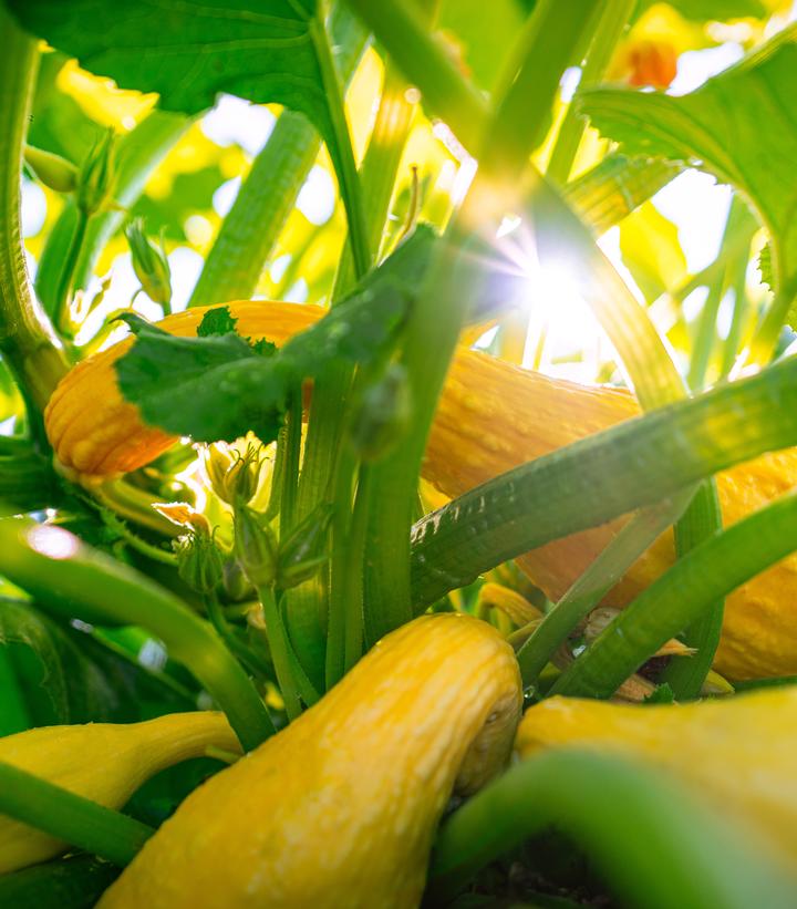 Squash 'Yellow Crookneck'